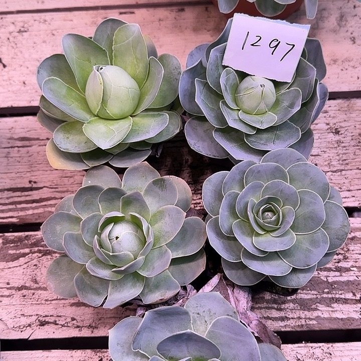 山地玫瑰一物一拍1297带盆发