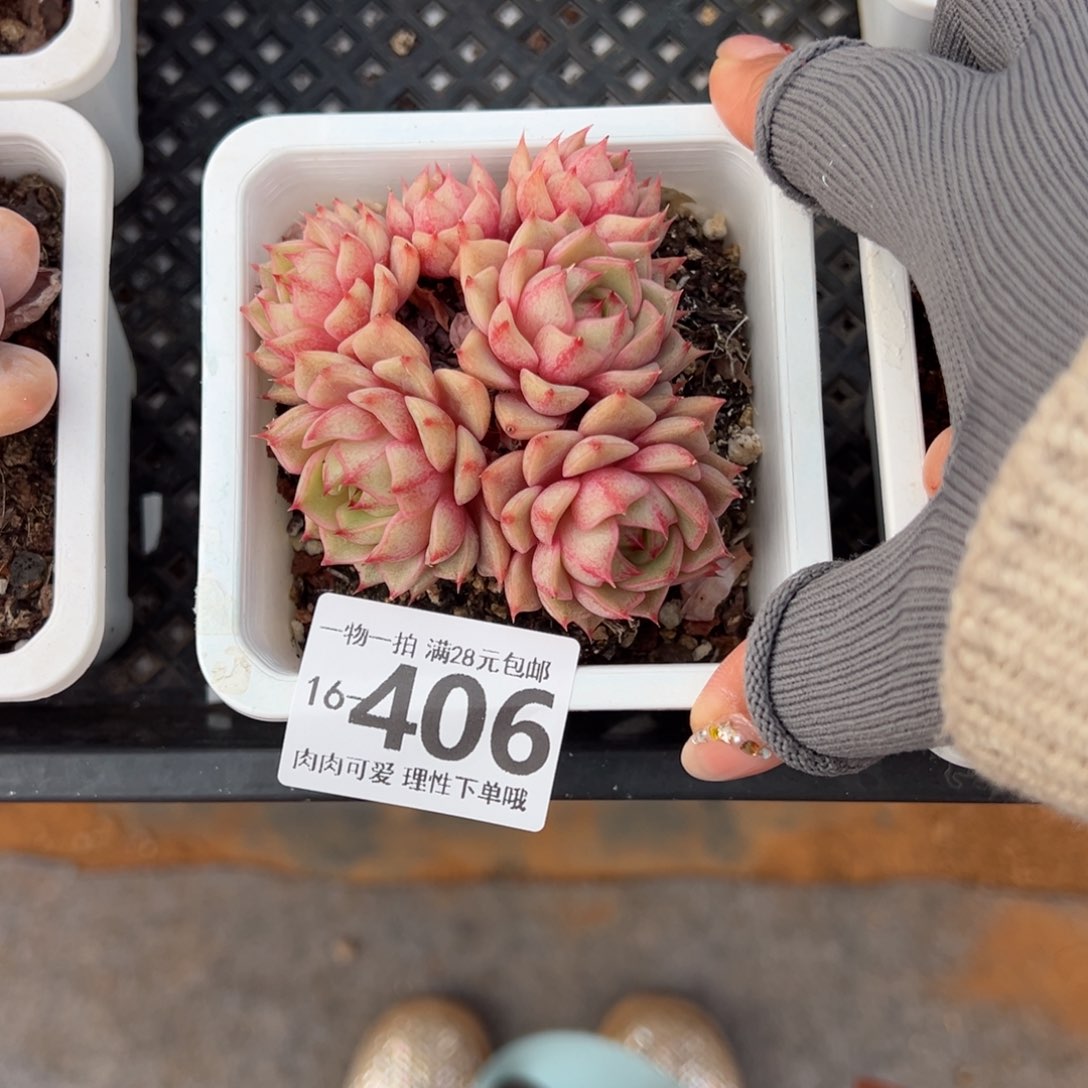 笨吧多肉多肉多肉多肉