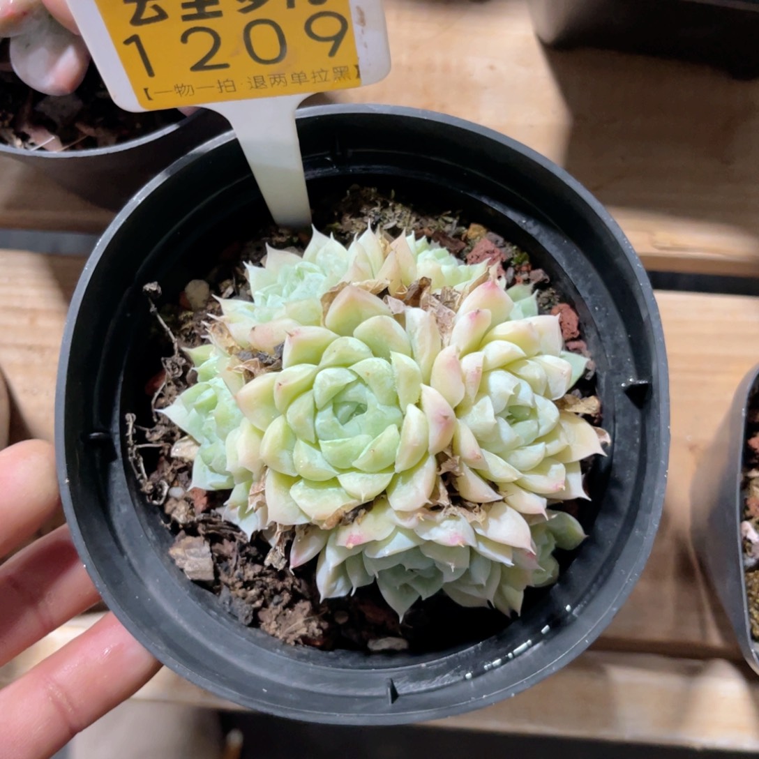 玄***益云尘多肉一物一拍1209，