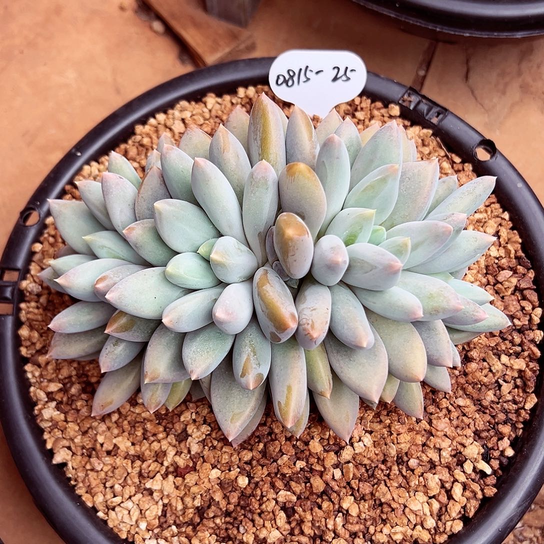 c***m0815-25超胖体哥特