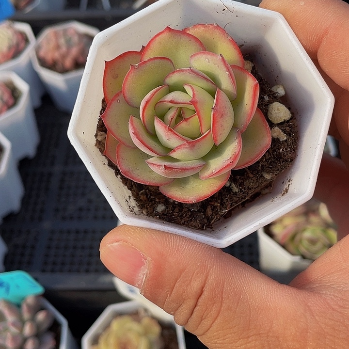 单头牡丹亭带盆土发