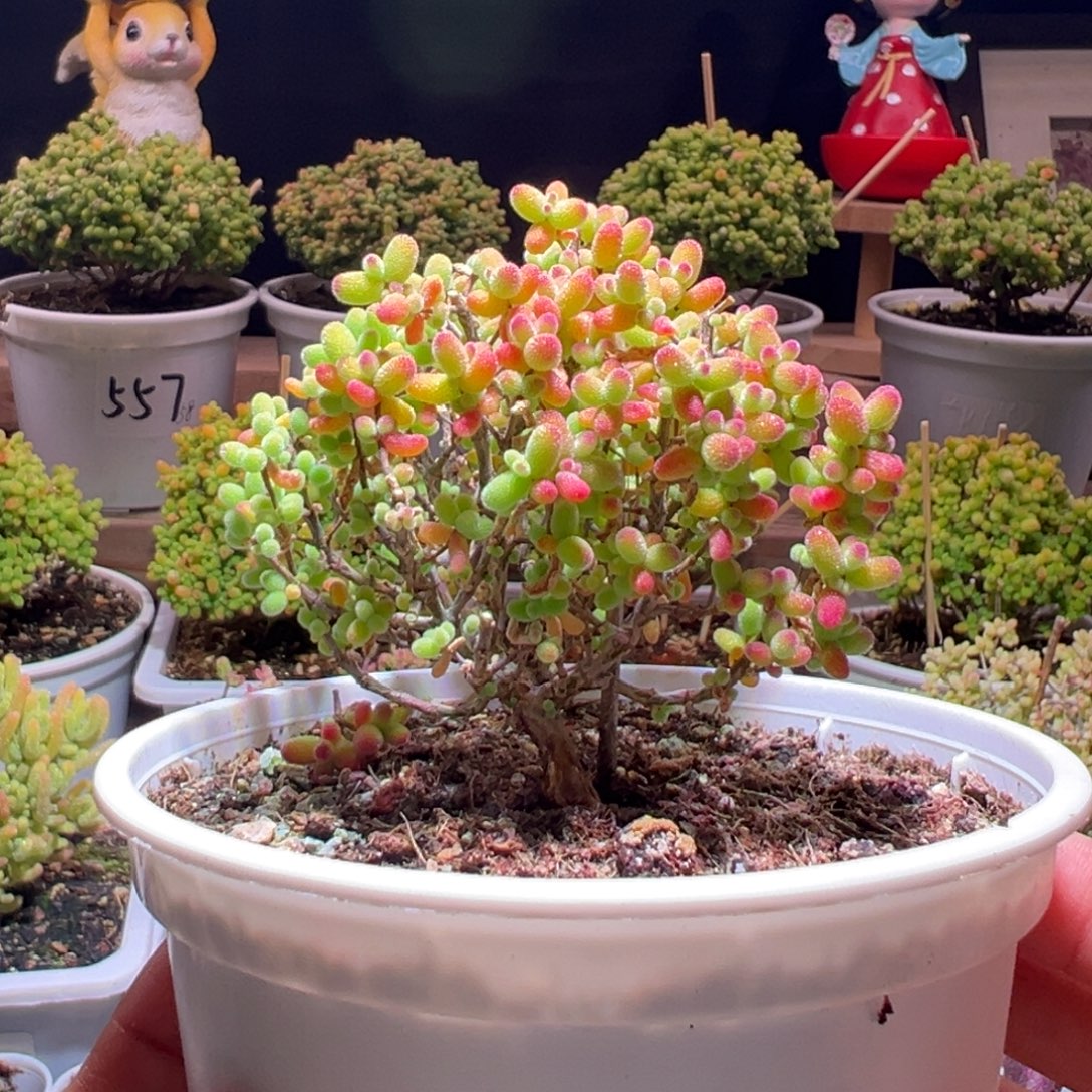 619金桔一物一拍包开箱