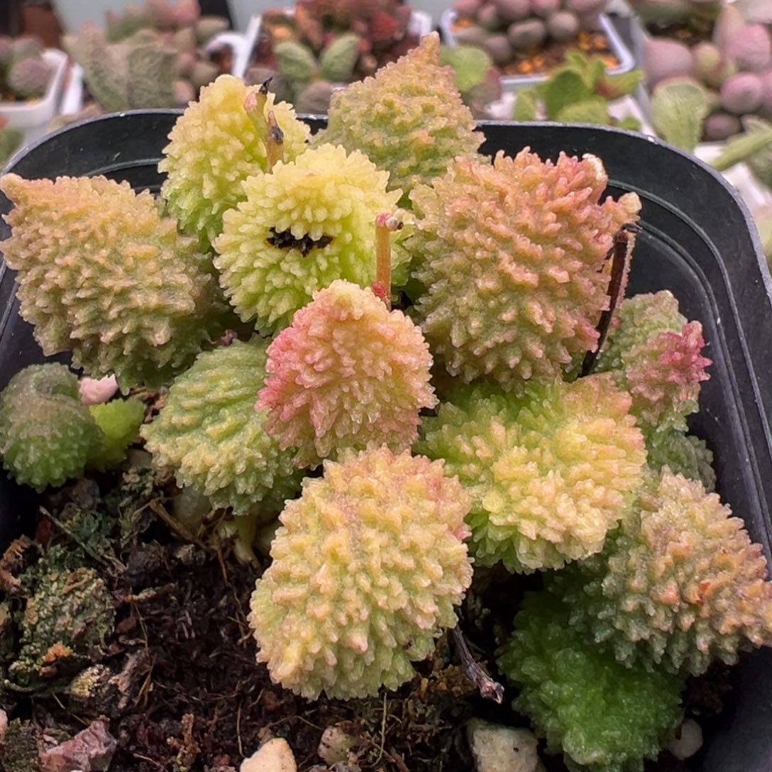 朱紫玉多头纯木质桩多肉植物