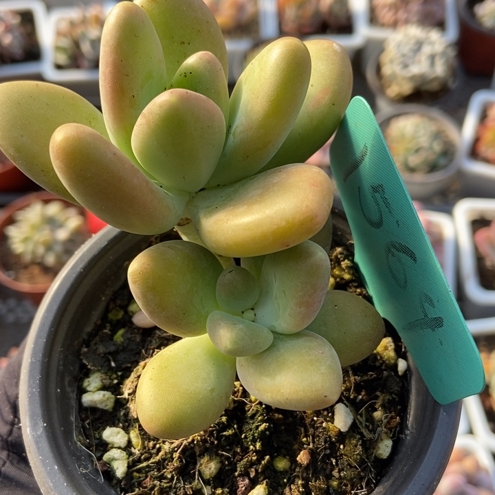 1564芒果美人多肉植物