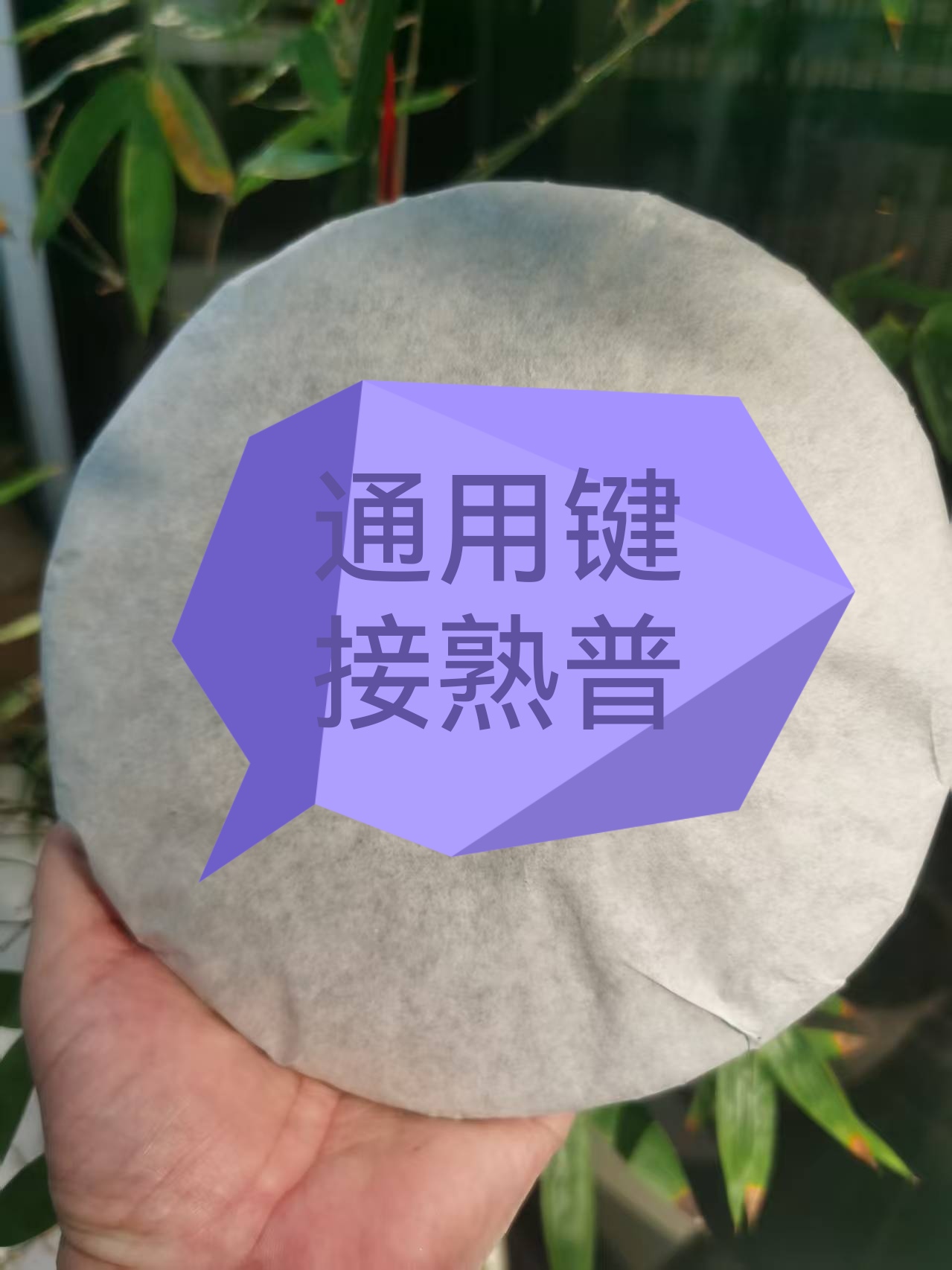 3号通用云南勐海熟普