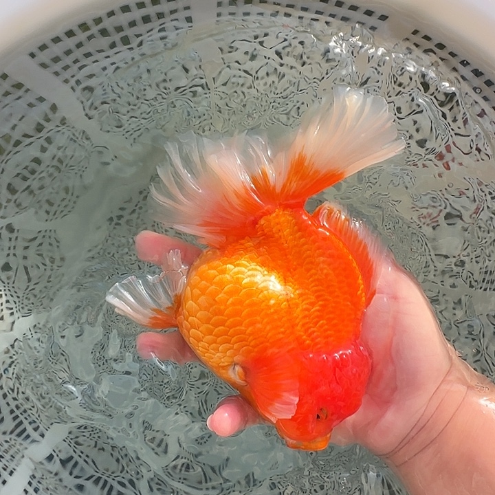 金鱼泰狮金鱼 观赏鱼