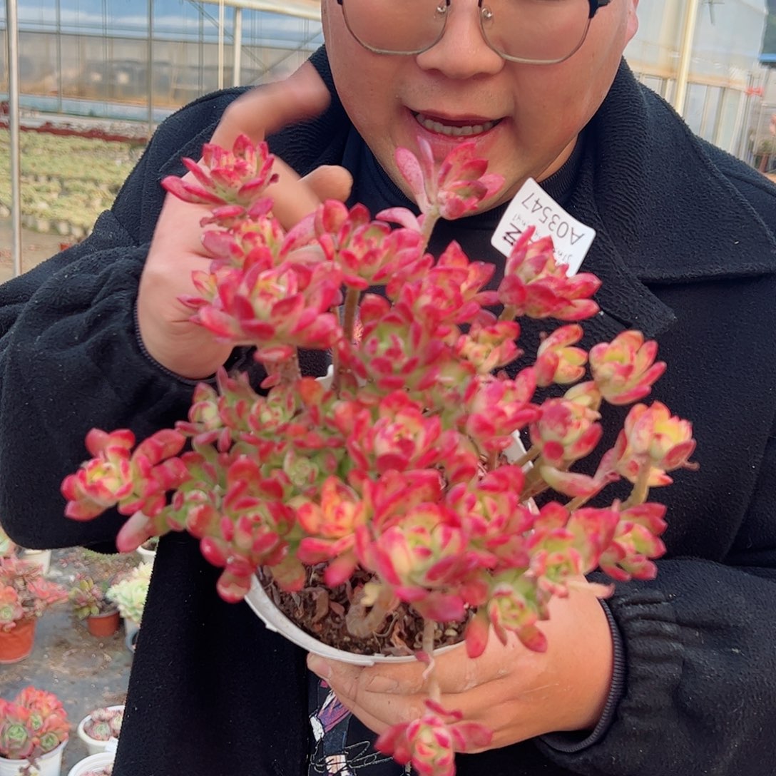 七彩云南叮当锦大盆多肉露养