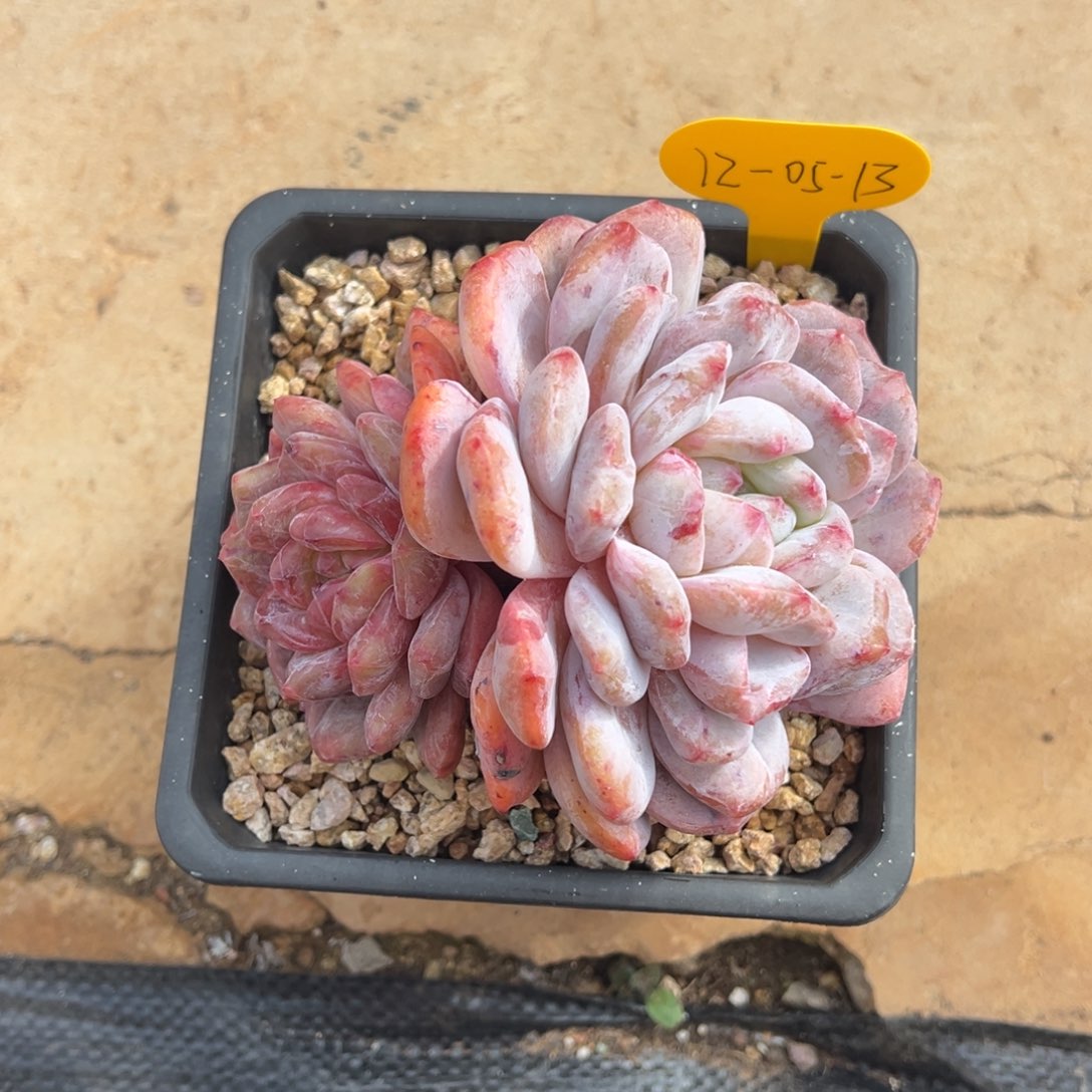 L***812-05-13橙梦露石化多肉植物