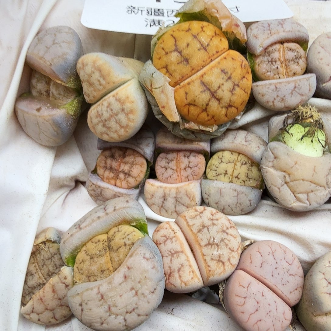 这个我都看出来有的话还133