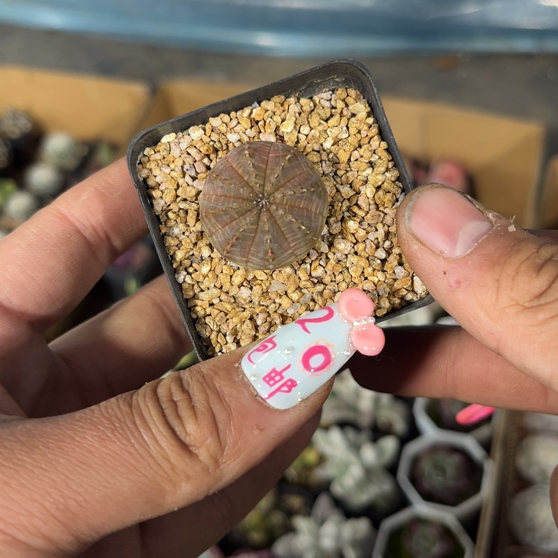 单头布纹球单头发货有根