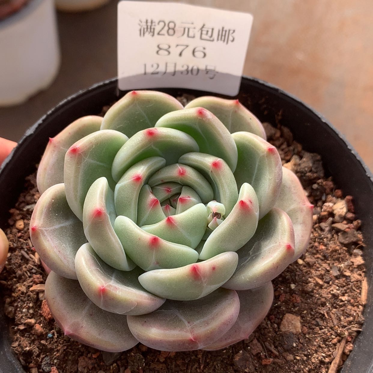 【闪购商品】云876号六厘米