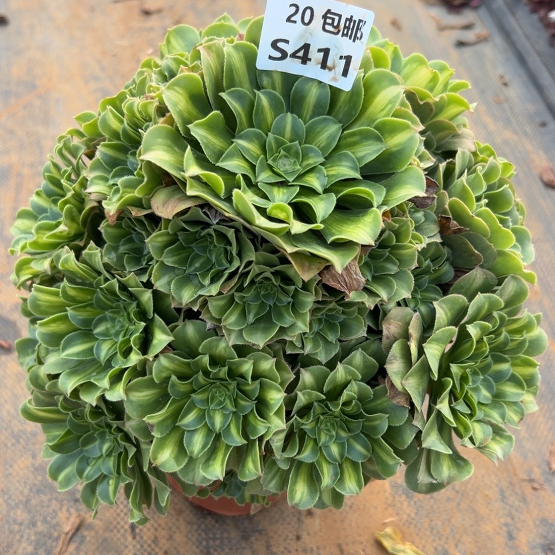 411翡翠琉璃，满20包邮嘟叮熊