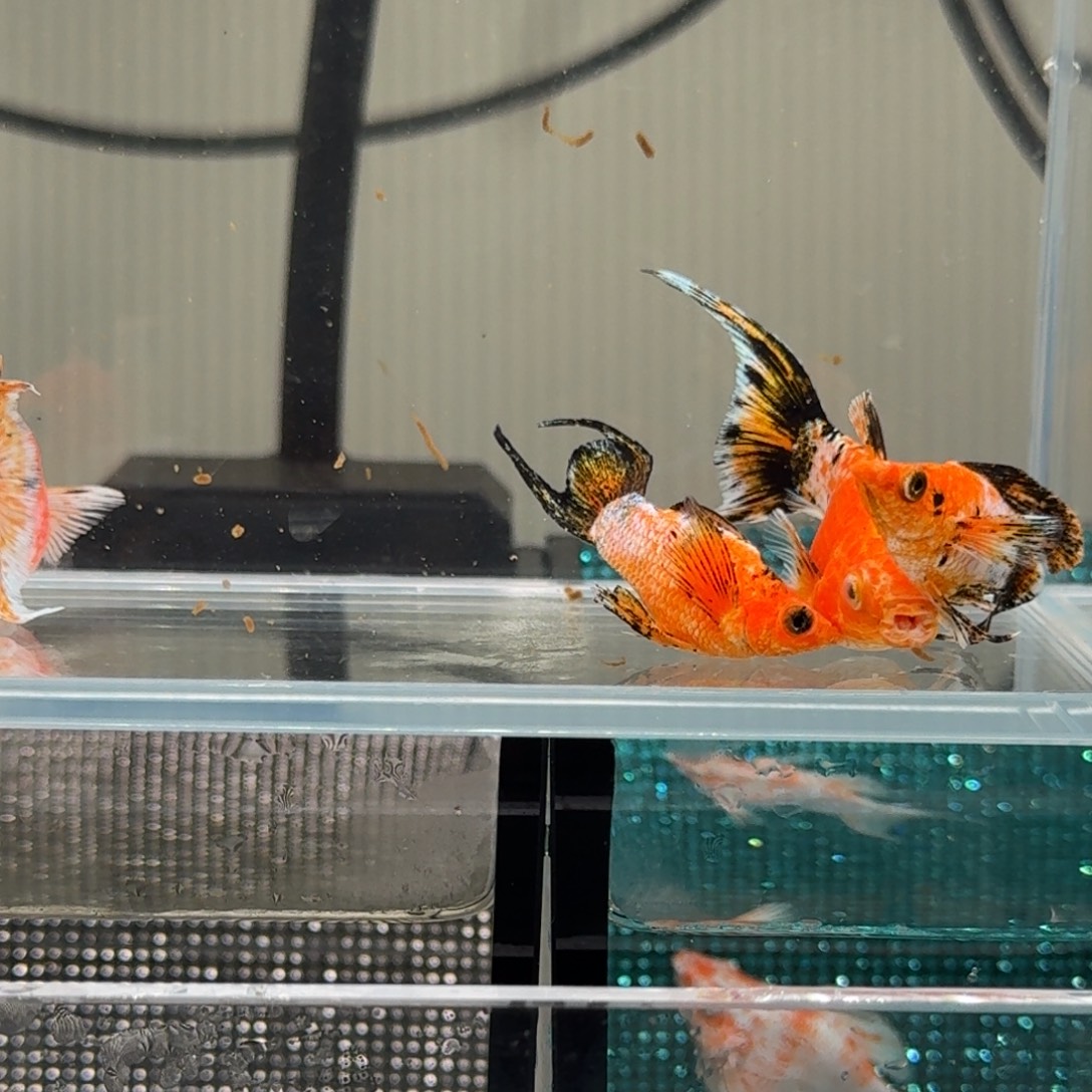 黑玛丽鱼皮卡丘 对鱼