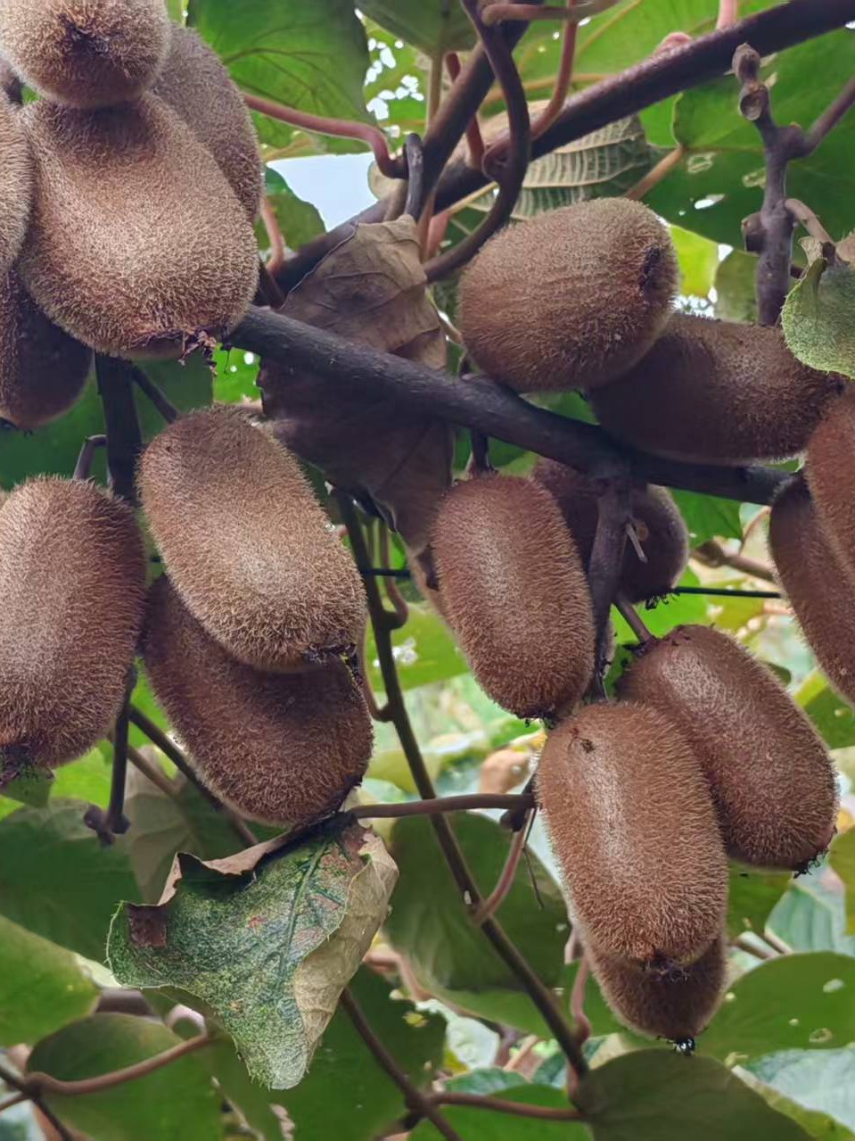 贵州毕节联丰猕猴桃