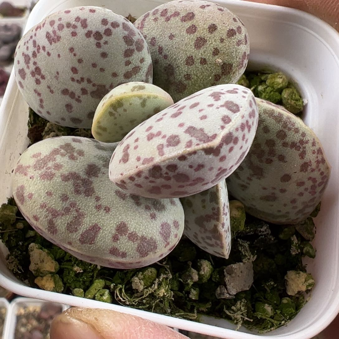 花蛋水泡桩子多肉植物