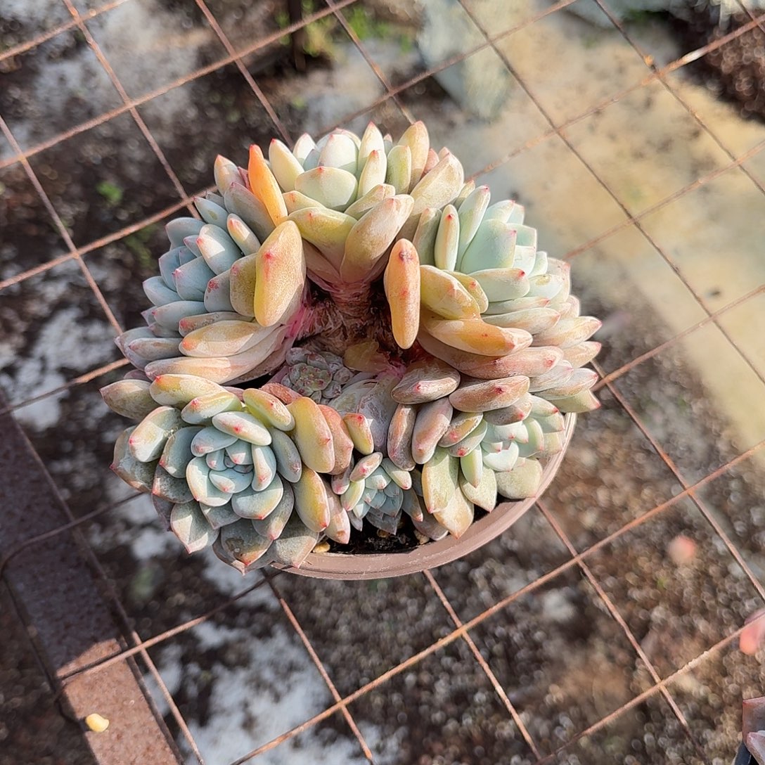 ʚ***美星影朵朵群 脱土发货