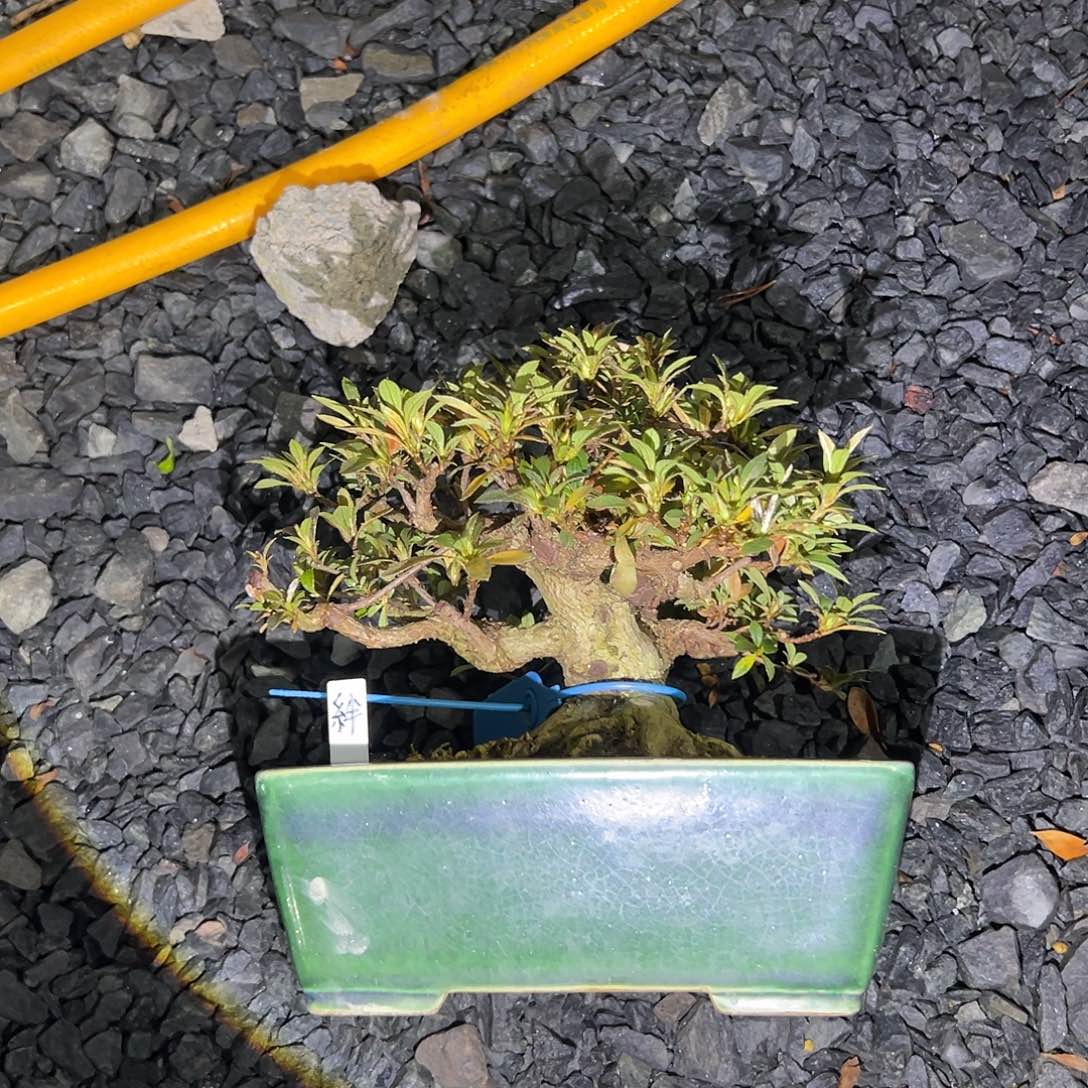 无铅玻璃杜鹃杜鹃杜鹃杜鹃杜鹃