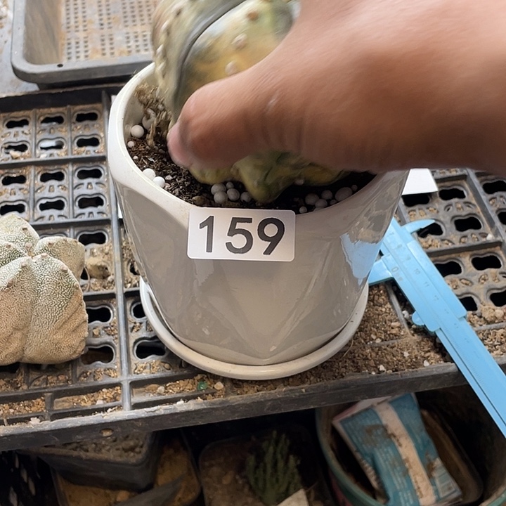 仙人球兜159号球星