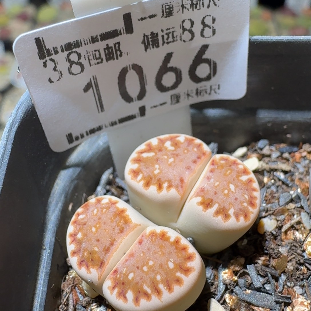 Sss清仓便宜出1066豹纹