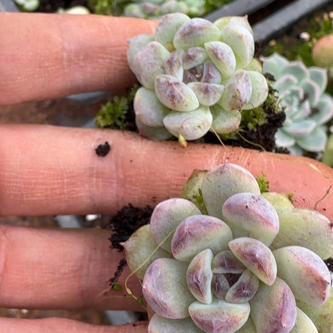 26-61月影杂交黑玫瑰杂交梦露两颗量拍