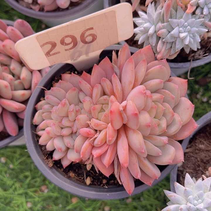 健健康康平平安安