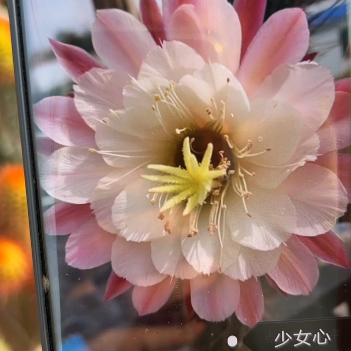 42金妞少女心歪无根侧芽5公分左右20包邮