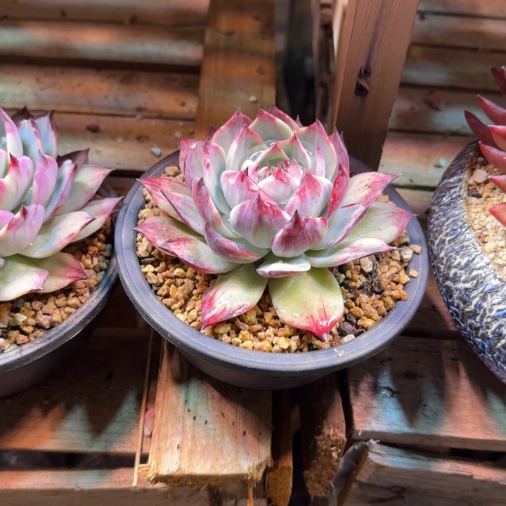 拉丝惊鸿仙子多肉植物fggc