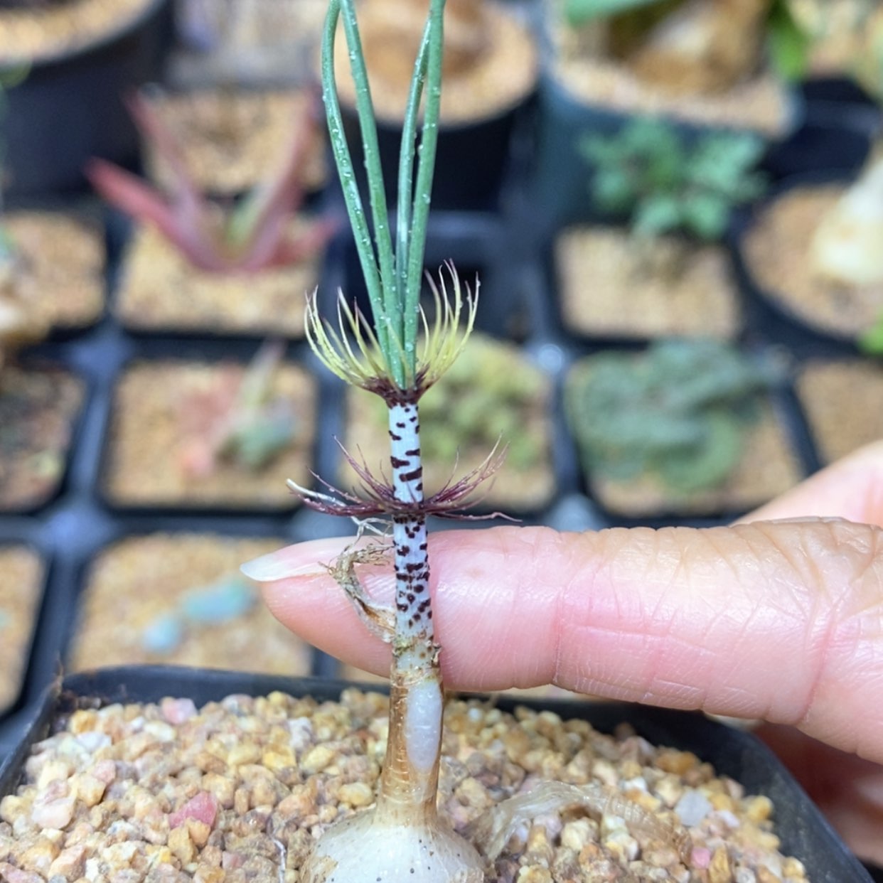 【闪购商品】GV 眼睫毛