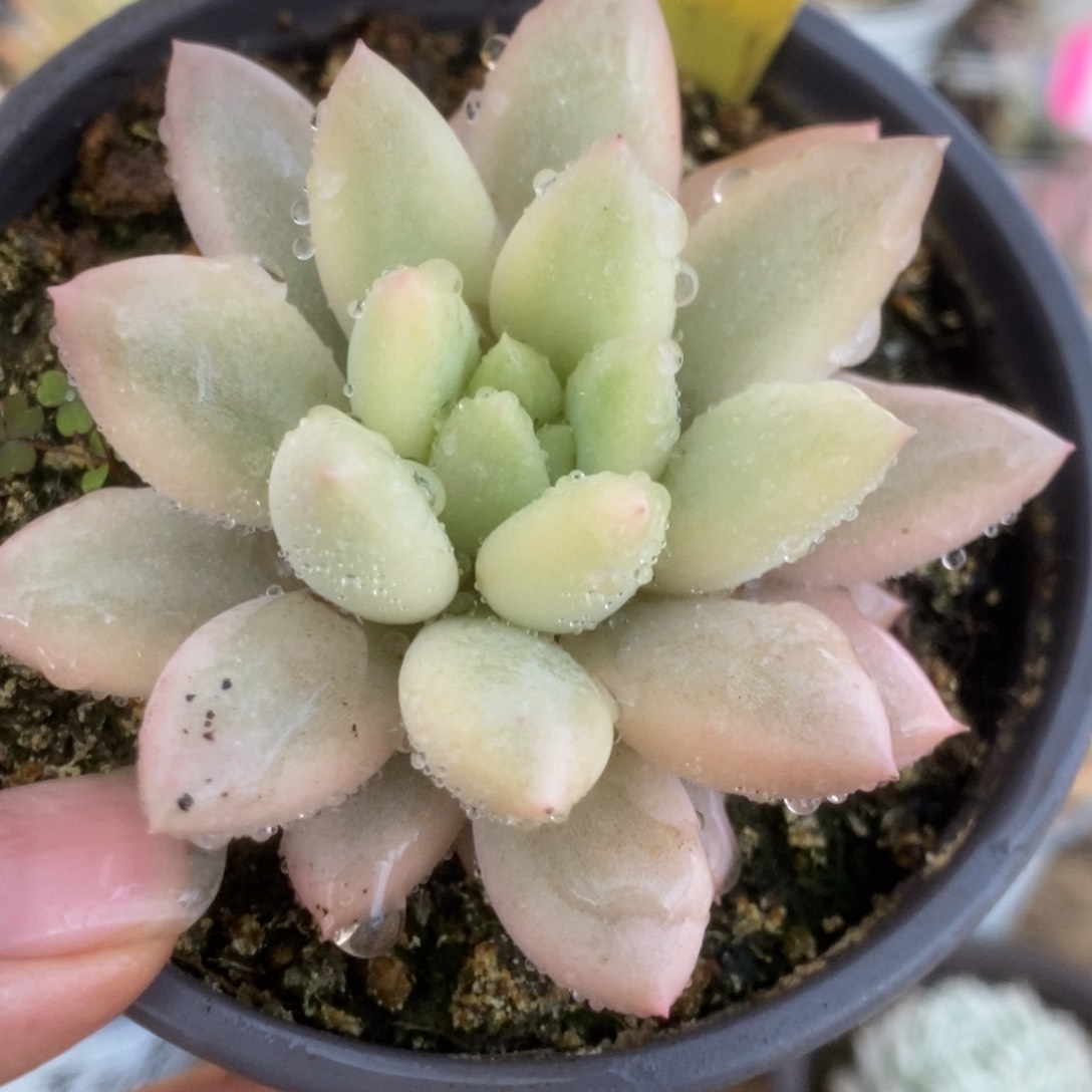 268红蜻蜓锦锦锦锦锦锦锦