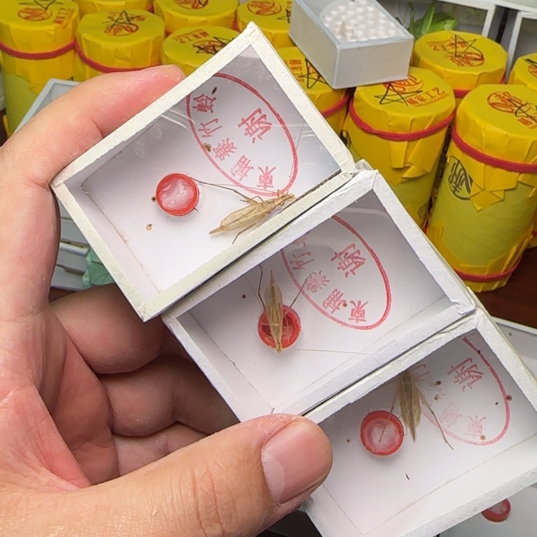 蟋蟀柬埔寨3只断续   