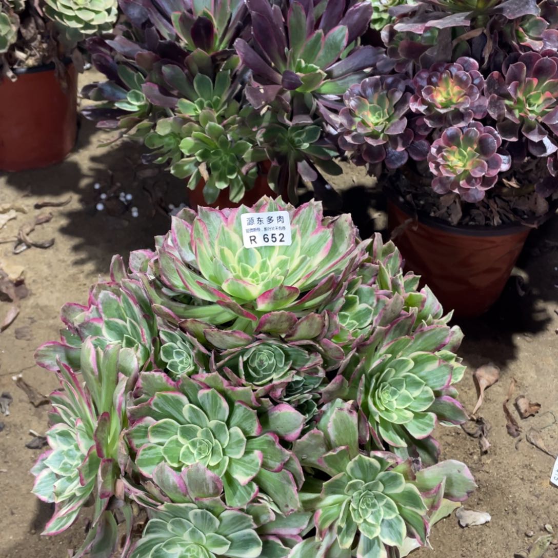 652粉海多肉法师断枝不包