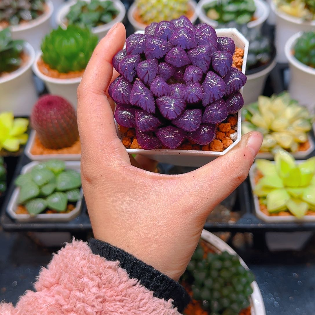 紫宝石冰灯玉露，原盆，人工上色