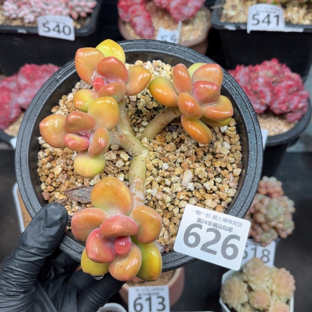 芒果Kk奶无盆土发货