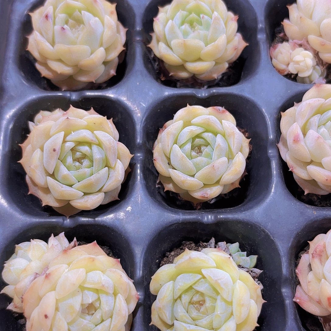 小穴苗纯爱2米2颗