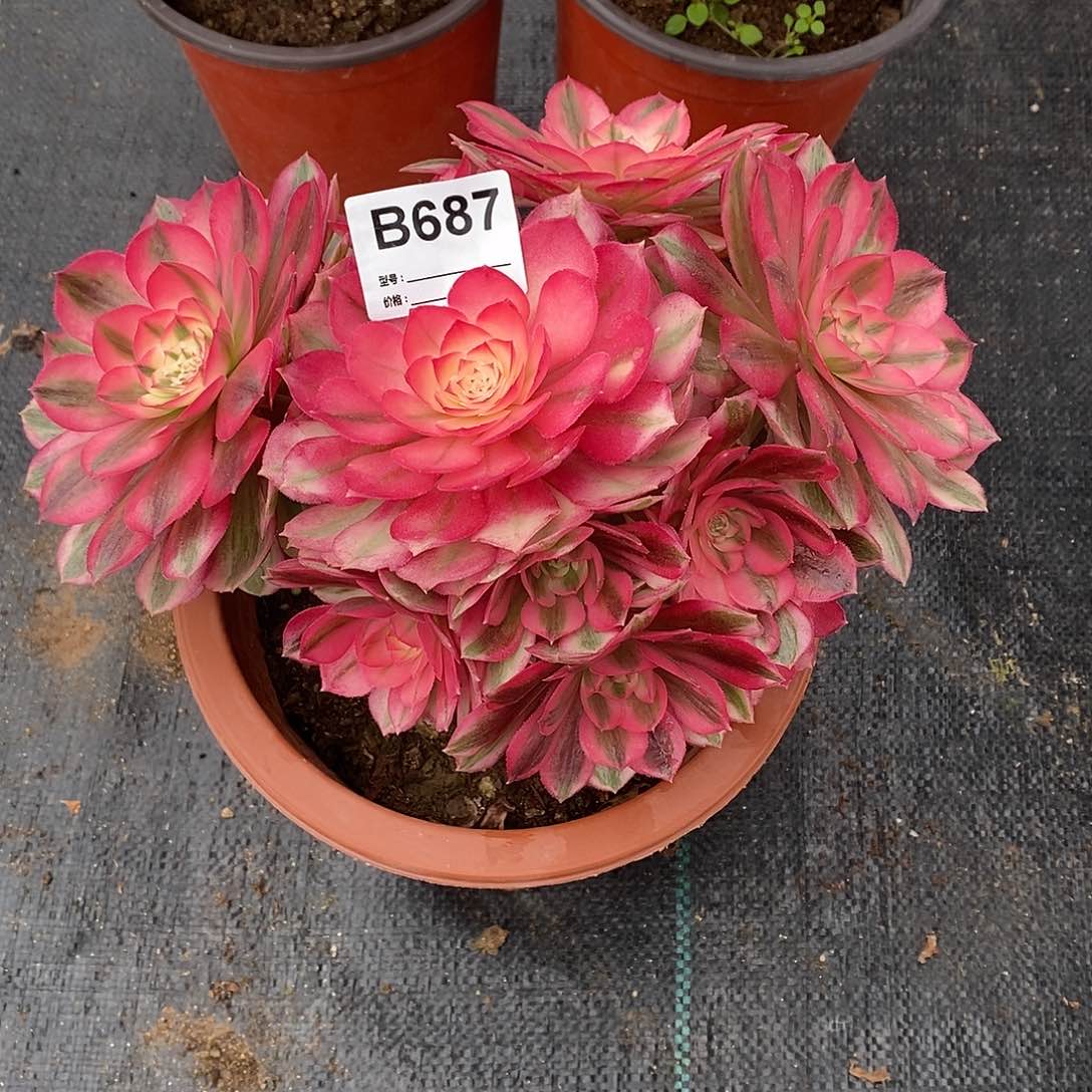 四**薇倾城多肉植物687