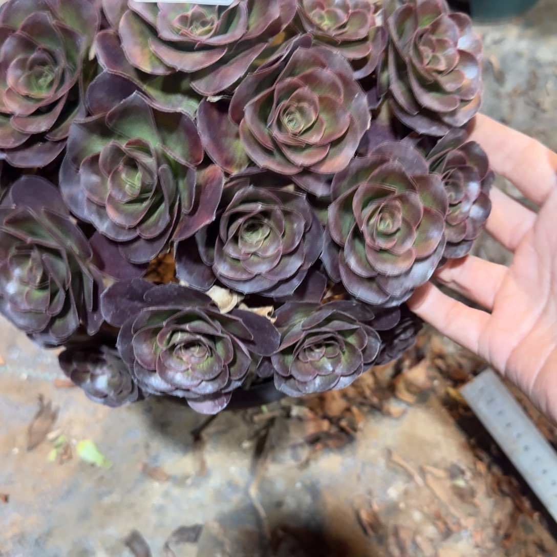 女****魅金玫瑰一物一拍845