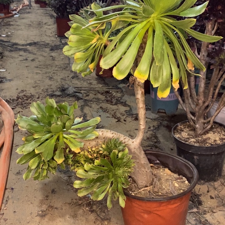 原始绿缀多肉植物27 