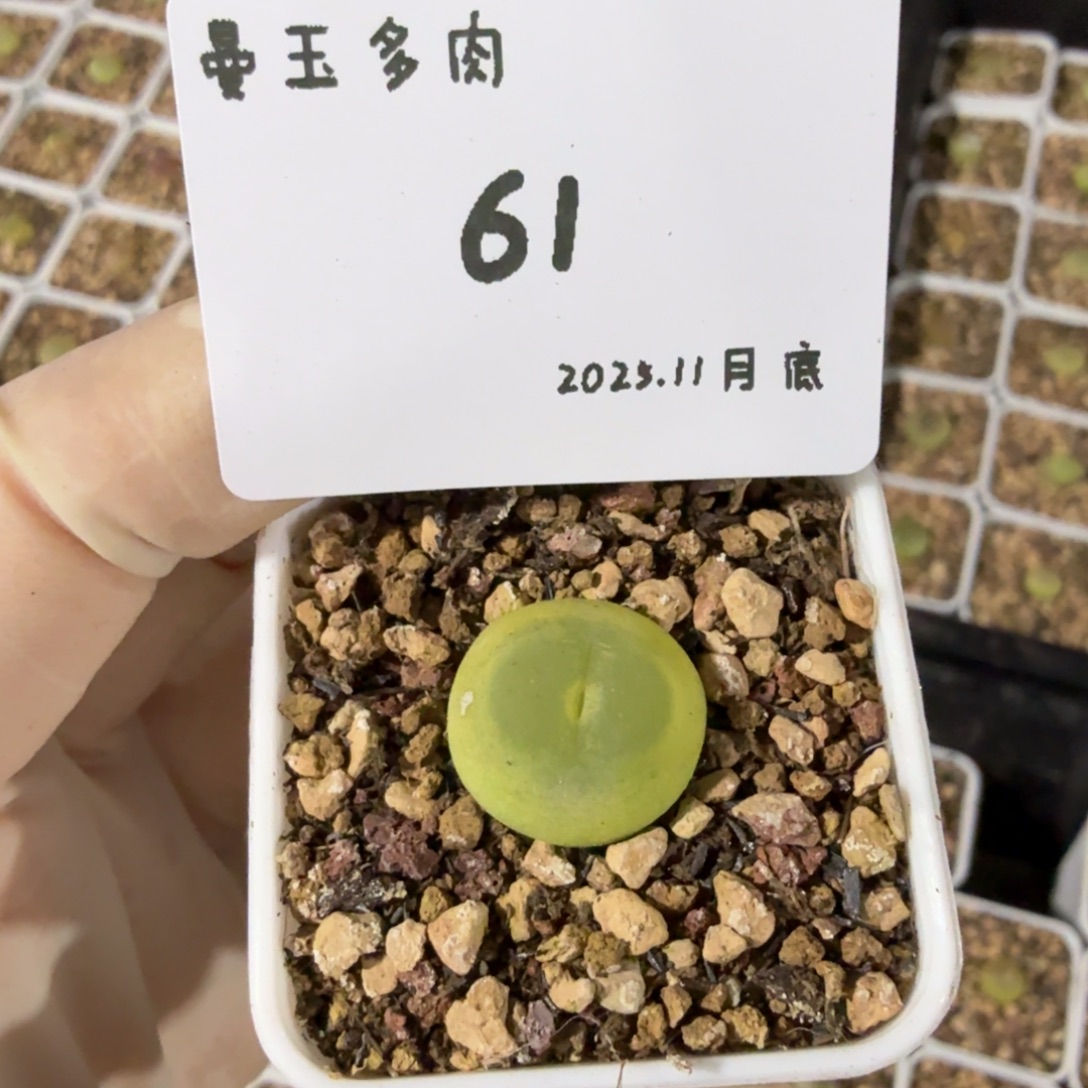 萝***北多肉多肉多肉11-061