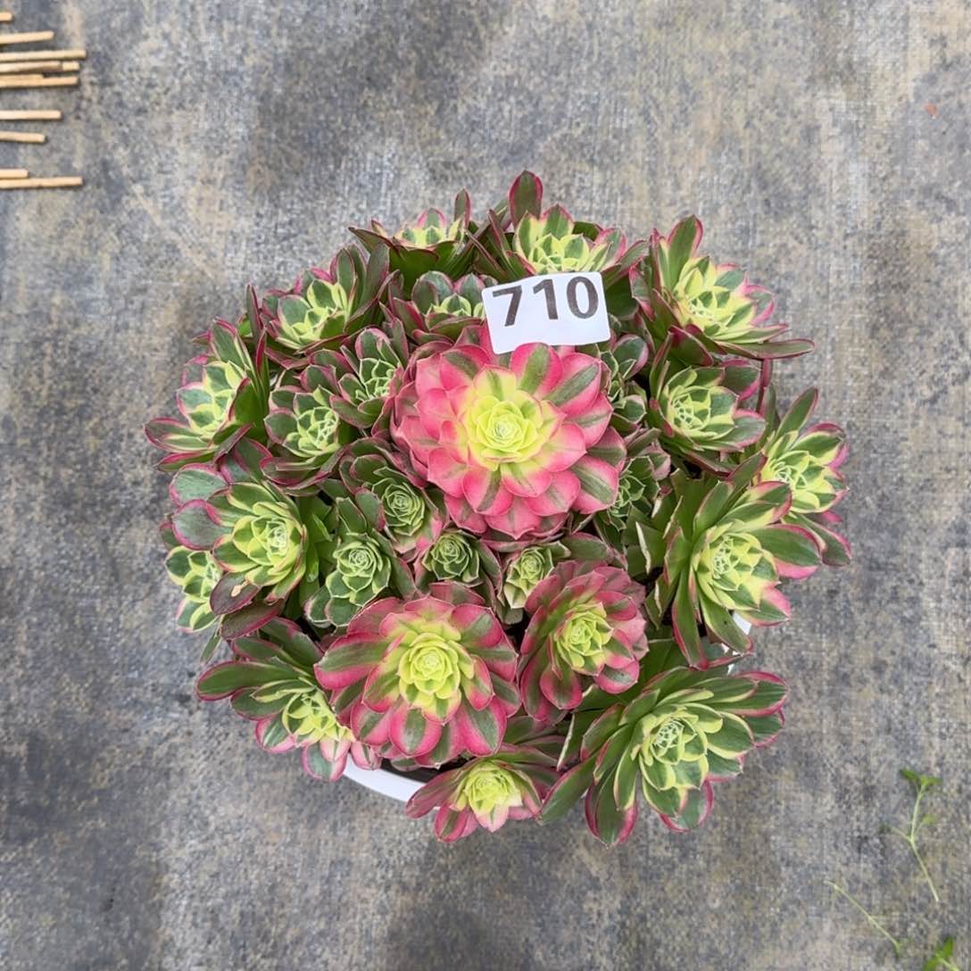 710！水中月法师多肉植物