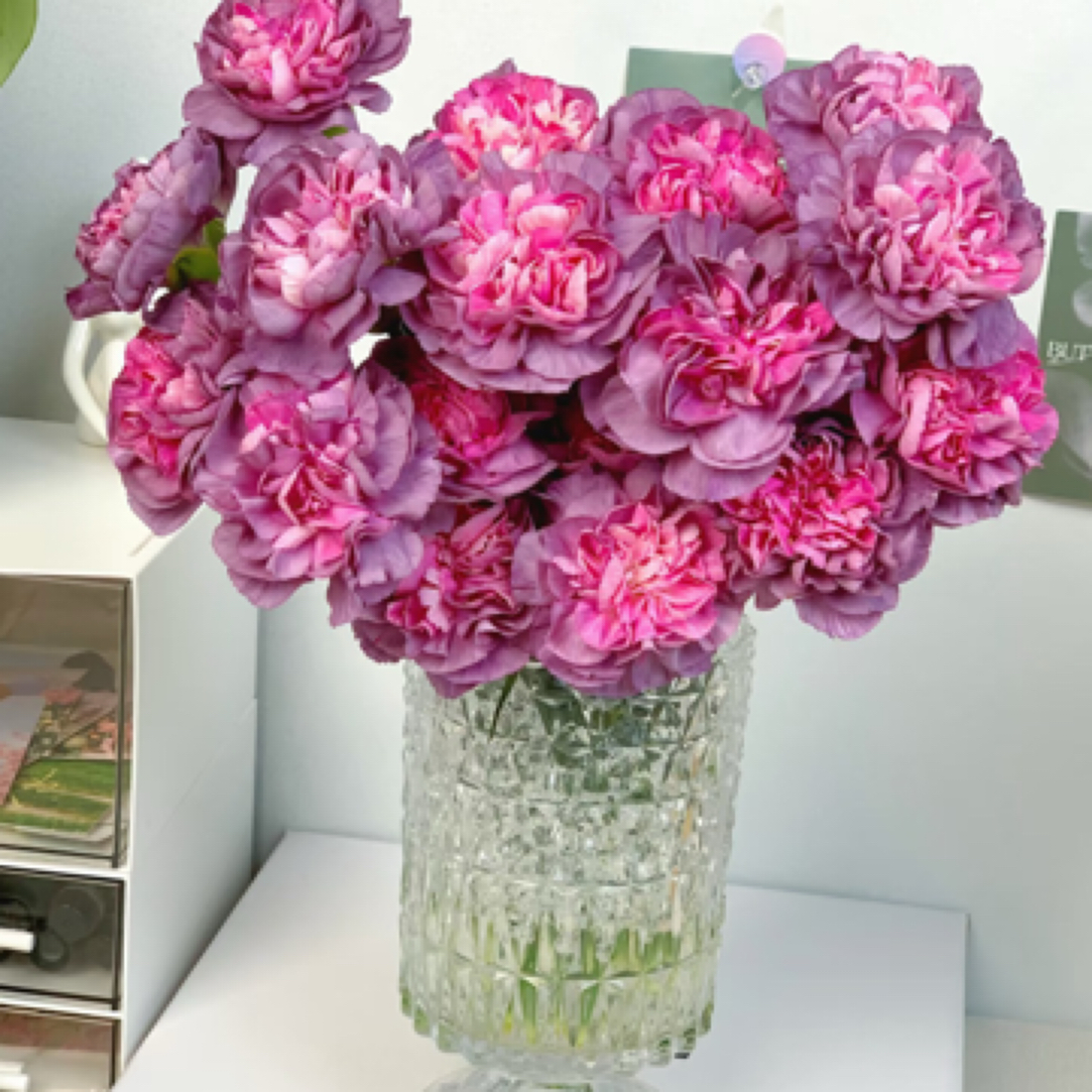 【只发新疆】野马单头康乃馨野马20支（2支内损伤坏不赔付））