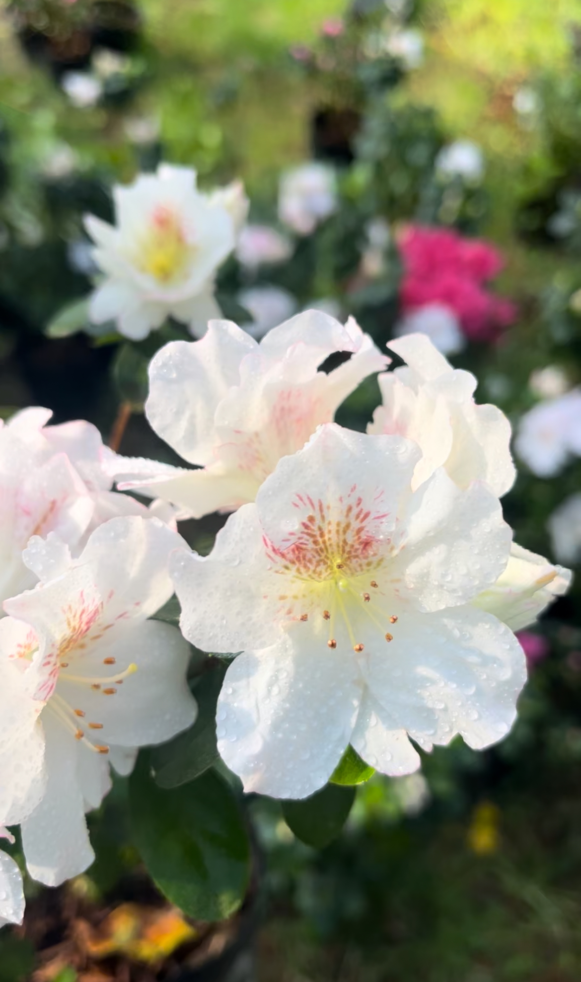 东洋鹃久留米系列玉子（若蛭子杜鹃）花卉花卉盆栽室内杜鹃花正宗