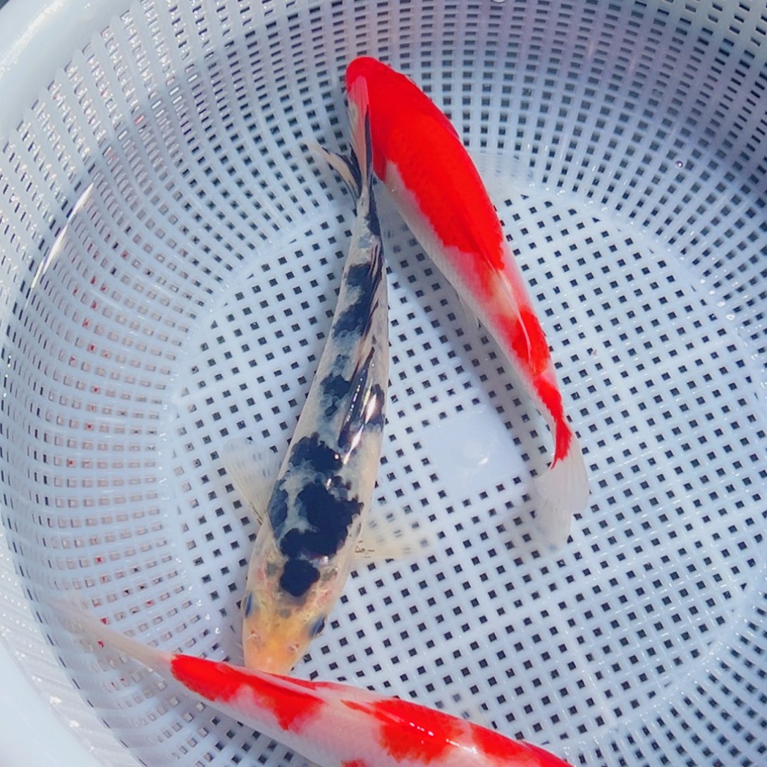 锦鲤锦鲤观赏鱼8888