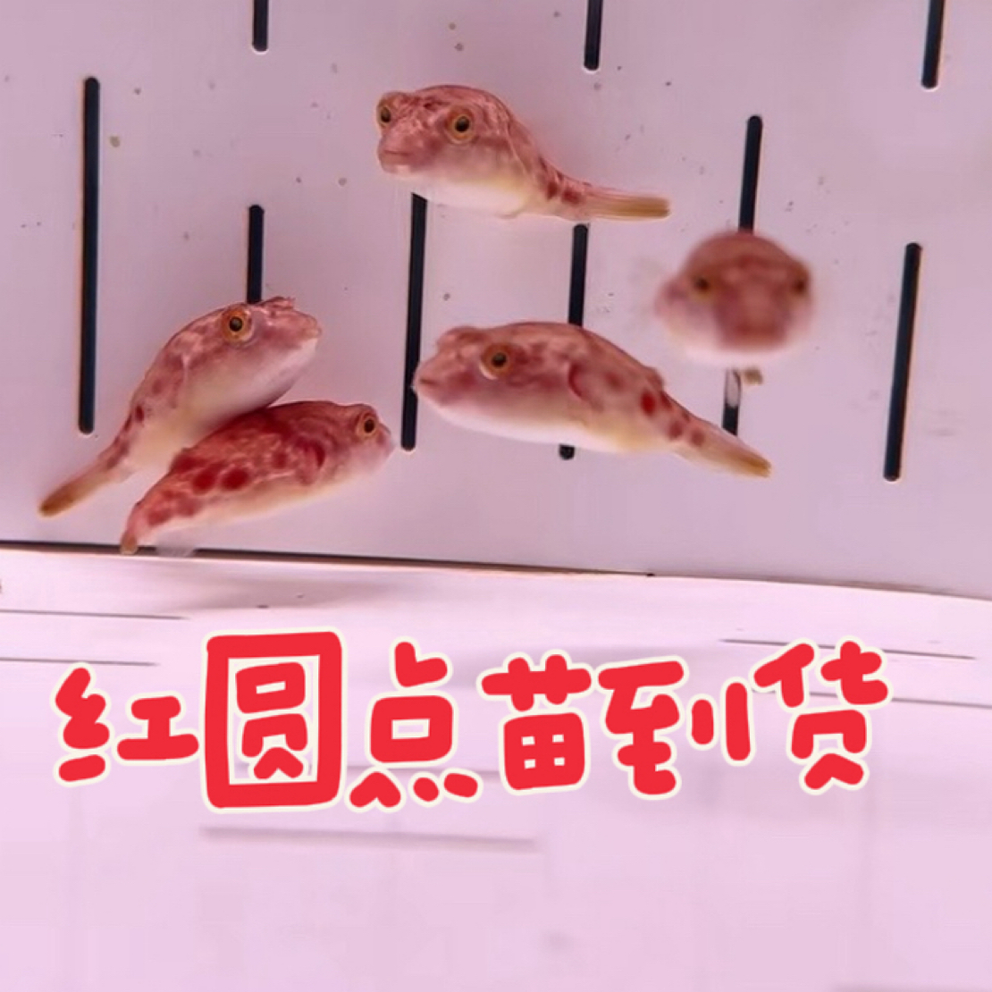 奈及利亚红圆点狗头鱼热带观赏鱼淡水河豚活体