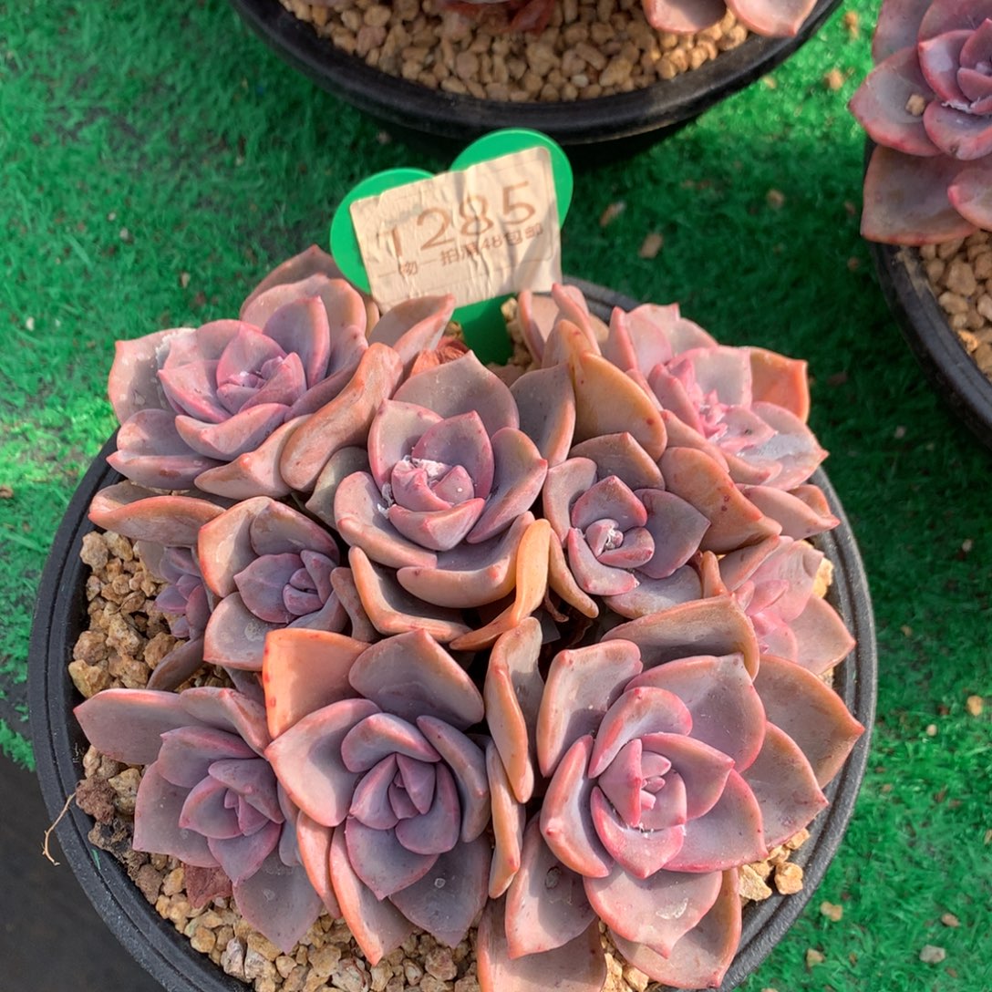 彩虹糖老桩无砍平头1285