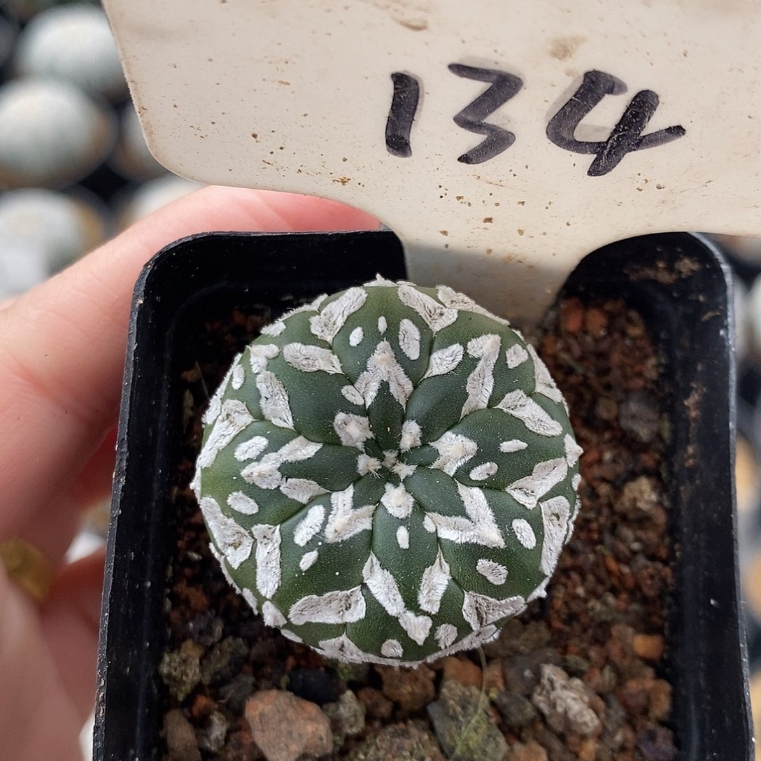 134v兜特价福利来袭