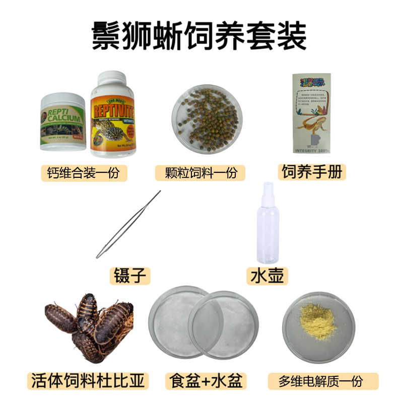 【火山爬宠】鬃狮蜥蜴饲养套装