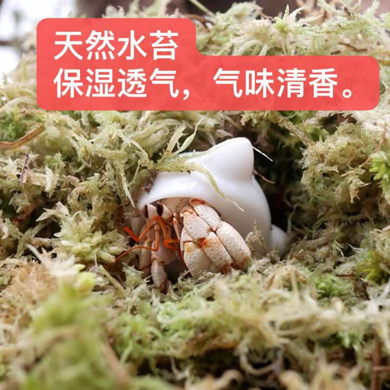 寄居蟹专用水苔（一大盒2.5升）拆封即用