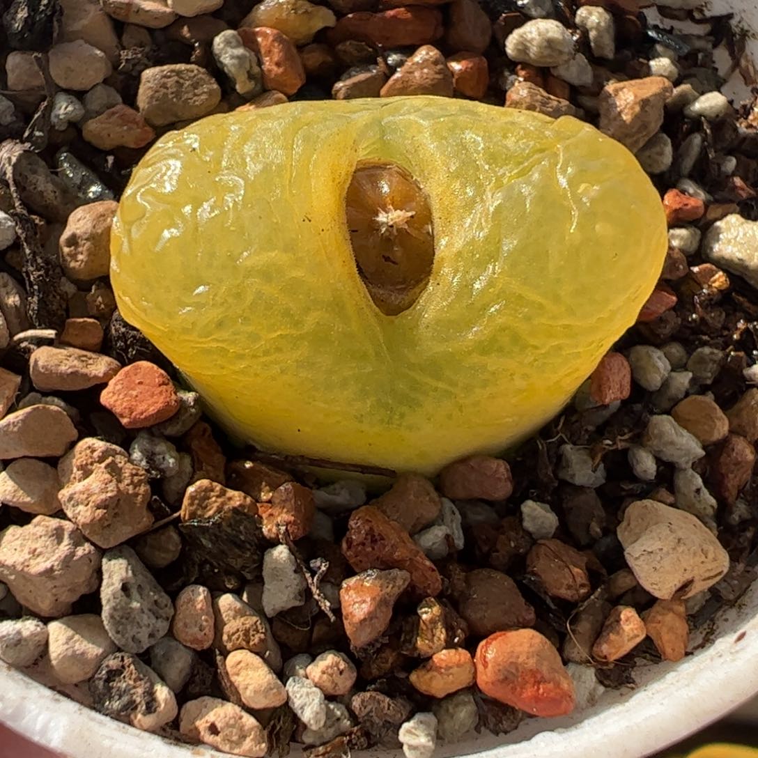 082多肉植物百科