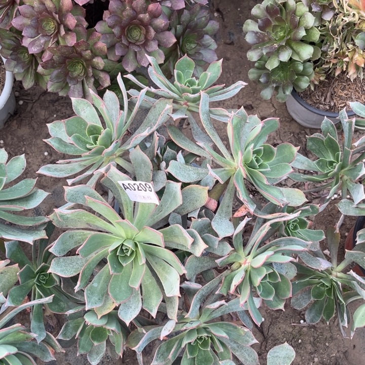 209 多肉法师不包断枝