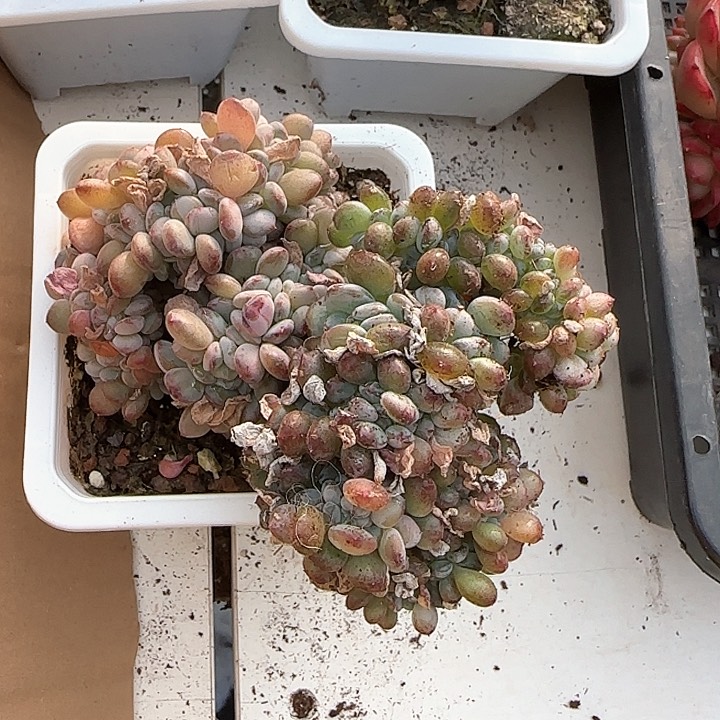 青蛙王子儿童牙膏111